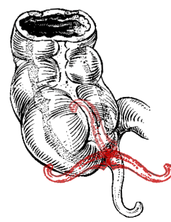 Appendix_ligging.gif (46223 bytes)